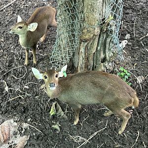 Hog Deer - Lopburi Zoo