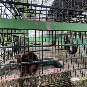 Orangutan Exhibit #1 - Lopburi Zoo