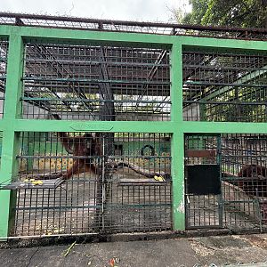 Orangutan Exhibit #1 - Lopburi Zoo