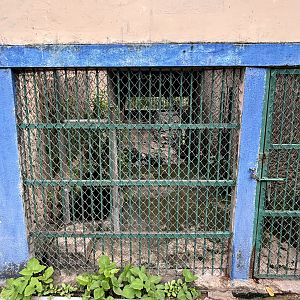 Golden Jackal Exhibit - Lopburi Zoo