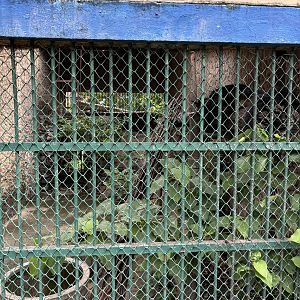 Binturong Exhibit #1 - Lopburi Zoo