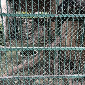 Binturong Exhibit #2 - Lopburi Zoo