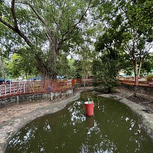 Siamese Crocodile Exhibit - Lopburi Zoo