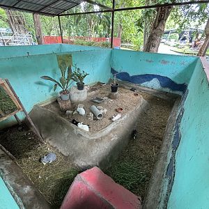 Domestic Rabbit Exhibit - Lopburi Zoo