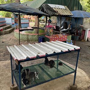 Domestic Rabbit Cage - Lopburi Zoo