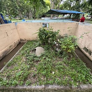 Monocled Cobra Exhibit - Lopburi Zoo