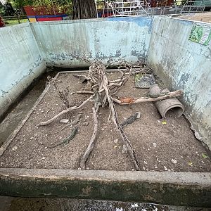 Green Iguana Exhibit - Lopburi Zoo