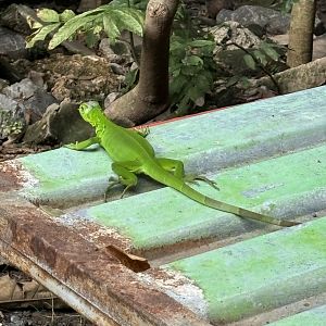 Wild Lizard - Lopburi Zoo