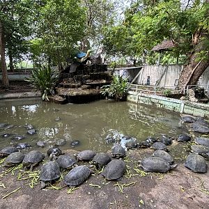 Turtles!! - Lopburi Zoo