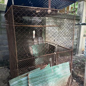 Abandoned Exhibit - Lopburi Zoo