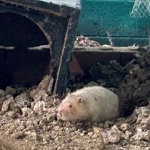 Large Bamboo Rat - Lopburi Zoo