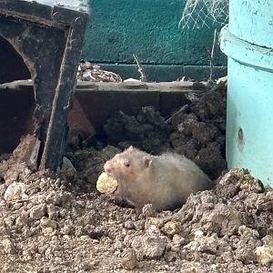 Large Bamboo Rat - Lopburi Zoo
