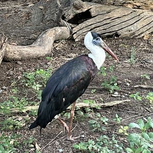 Woolly-necked Stork - Lopburi Zoo