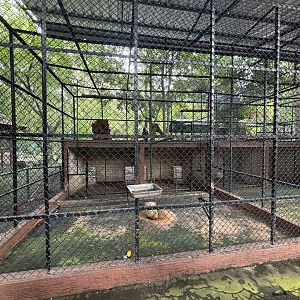 Indochinese Silvered Langur Exhibit - Lopburi Zoo