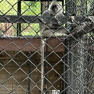 Indochinese Silvered Langur - Lopburi Zoo