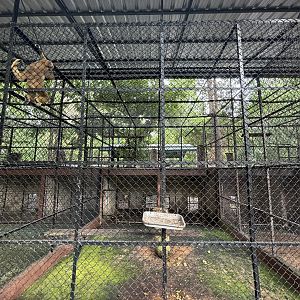White-handed Gibbon Exhibit #1 - Lopburi Zoo