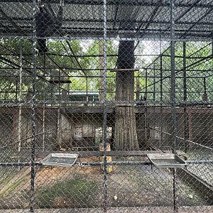 White-handed Gibbon Exhibit #2 - Lopburi Zoo