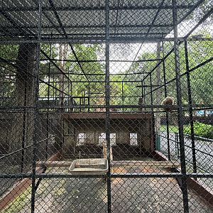White-handed Gibbon Exhibit #3 - Lopburi Zoo
