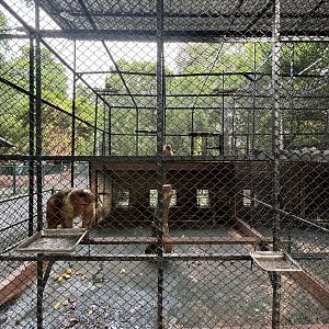 Stump-tailed Macaque Exhibit #1  - Lopburi Zoo