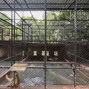 Pig-tailed Macaque Exhibit #1 - Lopburi Zoo