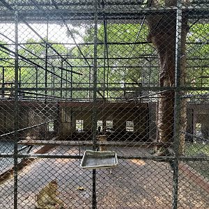 Pig-tailed Macaque Exhibit #2 - Lopburi Zoo