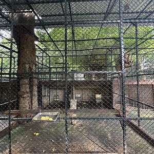 Rhesus Macaque Exhibit - Lopburi Zoo