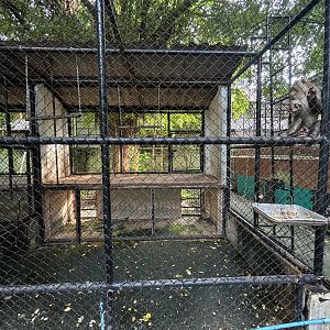 Long-tailed Macaque Exhibit #2 - Lopburi Zoo