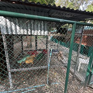 Juvenile Pig-tailed Macaque Cage - Lopburi Zoo