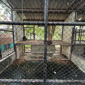 Stump-tailed Macaque Exhibit #2 - Lopburi Zoo