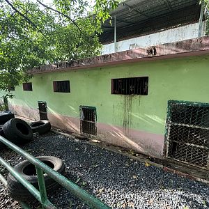 Orangutan Exhibit #2 (rear view) - Lopburi Zoo