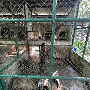 Common Palm Civet Exhibit - Lopburi Zoo