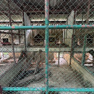 Row of Common Palm Civet Exhibits - Lopburi Zoo