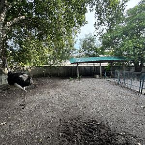 Ostrich Exhibit - Lopburi Zoo