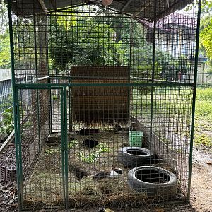 Domestic Rabbit Exhibit - Lopburi Zoo