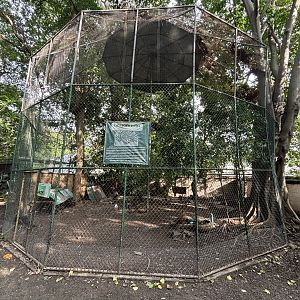 Peafowl Aviary - Lopburi Zoo