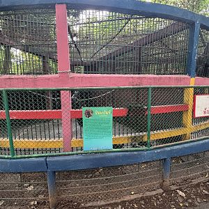 Chimpanzee Exhibit - Lopburi Zoo