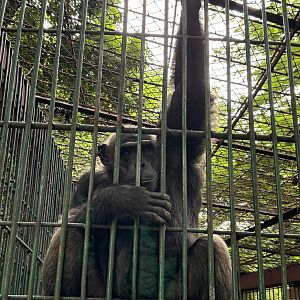 Chimpanzee - Lopburi Zoo