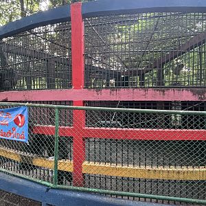 Chimpanzee Exhibit - Lopburi Zoo