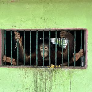 Orangutan - Lopburi Zoo