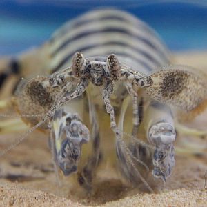 Zebra Mantis Shrimp (Lysiosquillina maculata)