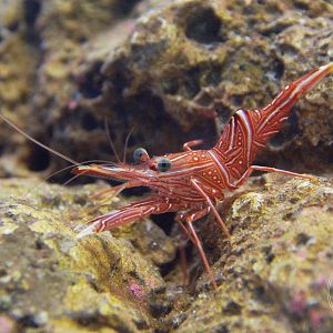 Camel Shrimp (Rhynchocinetes durbanensis)