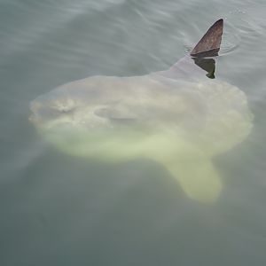 Ocean sunfish