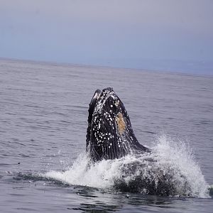Humpback whale lunge feeding.