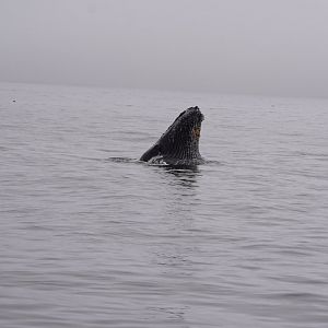 Humpback whale lunge feeding.