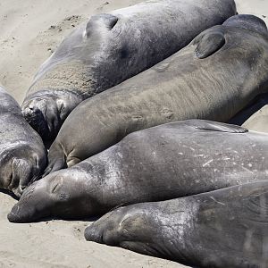 Northern elephant seals resting together.