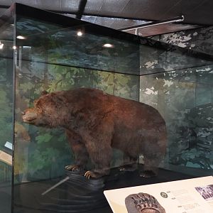 California grizzly bear