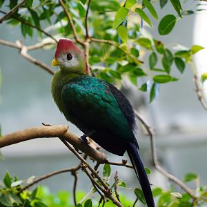 Red-crested turaco