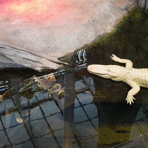 Albino American alligator and Alligator snapping turtle