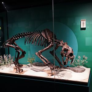 Smilodon fatalis