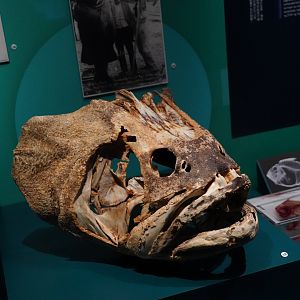 Giant sea bass skull